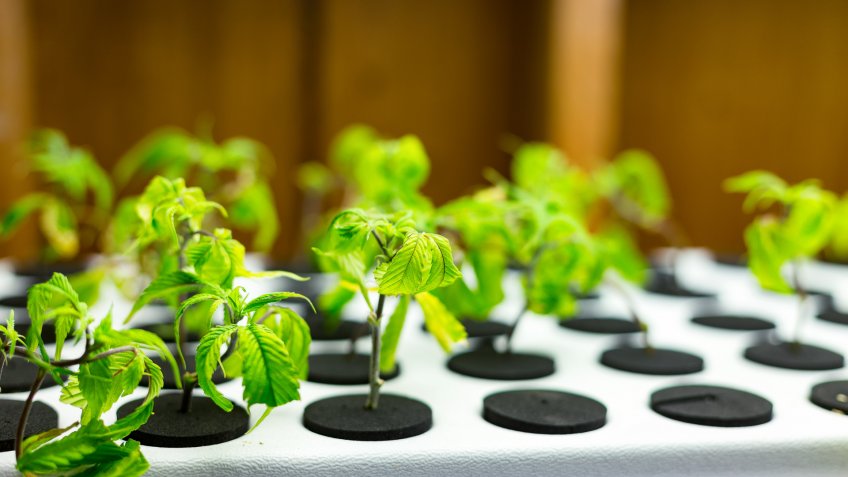 Small medical marijuana seedlings at a medical marijuana grow operation.
