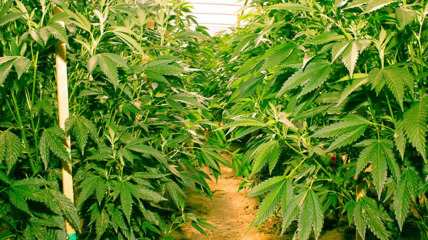 cannabis-cultivation-farm