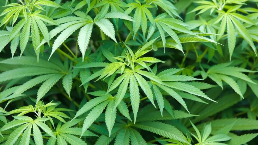 cannabis-plant
