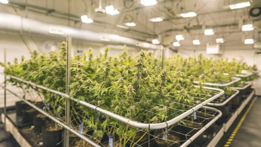 A wide shot of potted cannabis plants under artificial lights in an indoor, commercial grow facility located in Oregon.