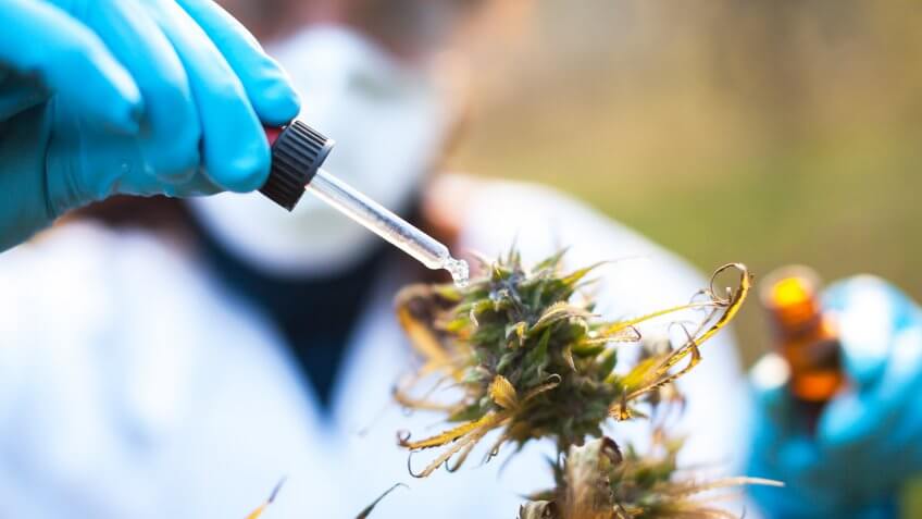 Young woman preparing homeophatic medicine from marijuana plant.