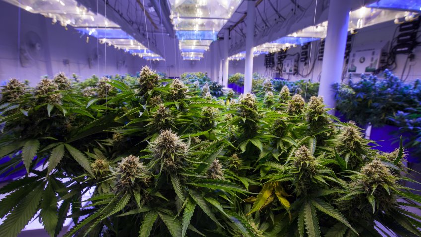 medical-marijuana