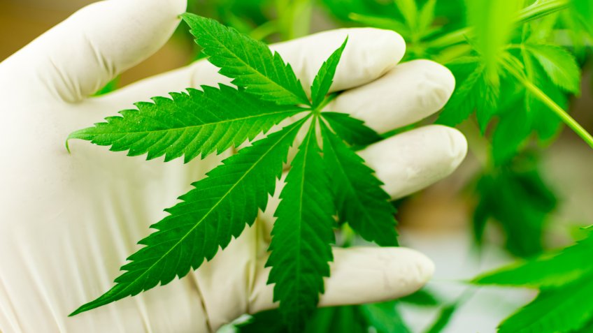 medical-cannabis