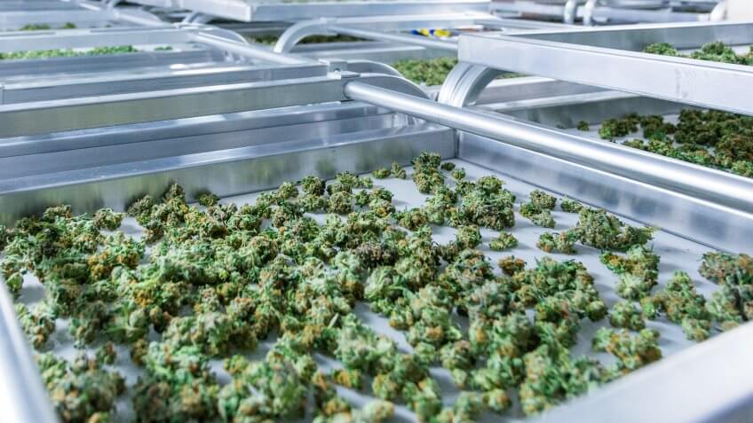 medical-marijuana