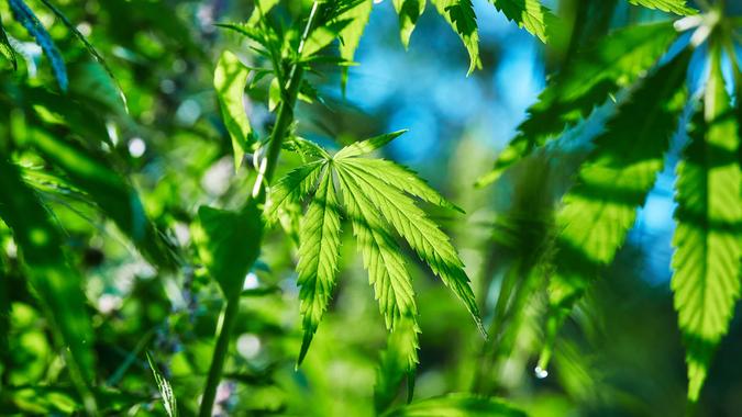 cannabis