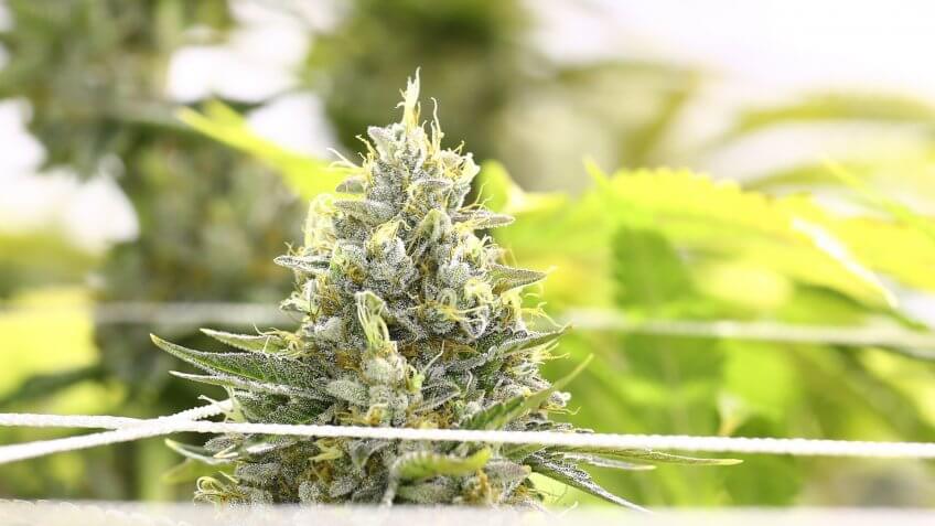 cannabis
