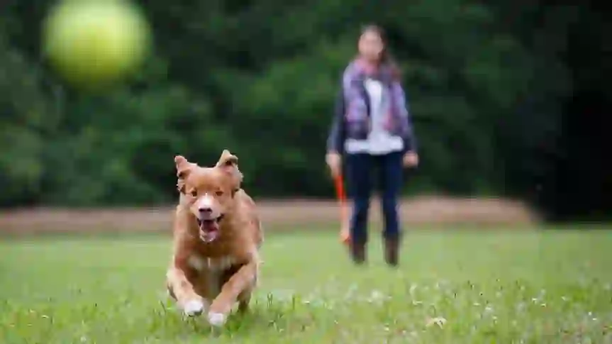 5 Ways To Save on Pet Insurance