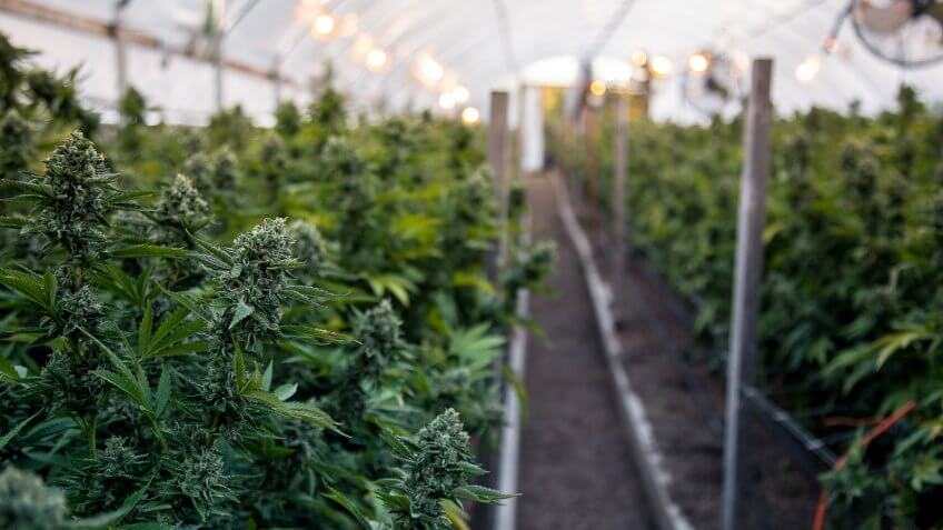 A close up of the marijuana farm industry.
