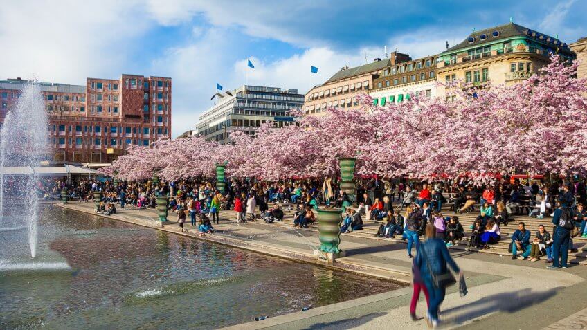 Stockholm Sweden cherry trees