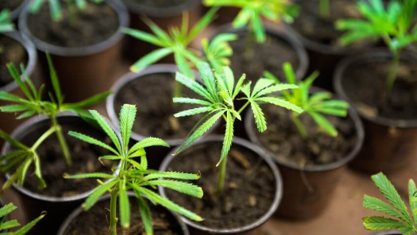 Marijuana Clones in plant nursery with small herb in focus.