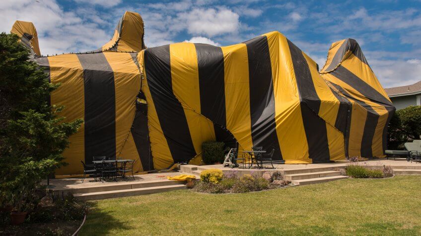 home-termite-tent