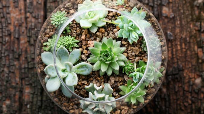 succulent terrarium overhead shot