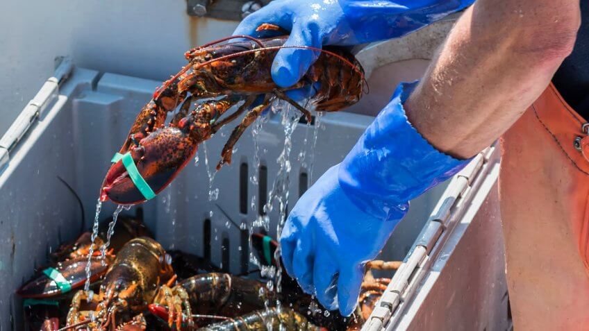 Worker draining water from a captured lobster