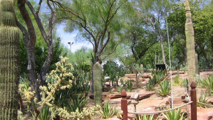 Ethel M. Botanic Cactus Garden in Las Vegas Nevada