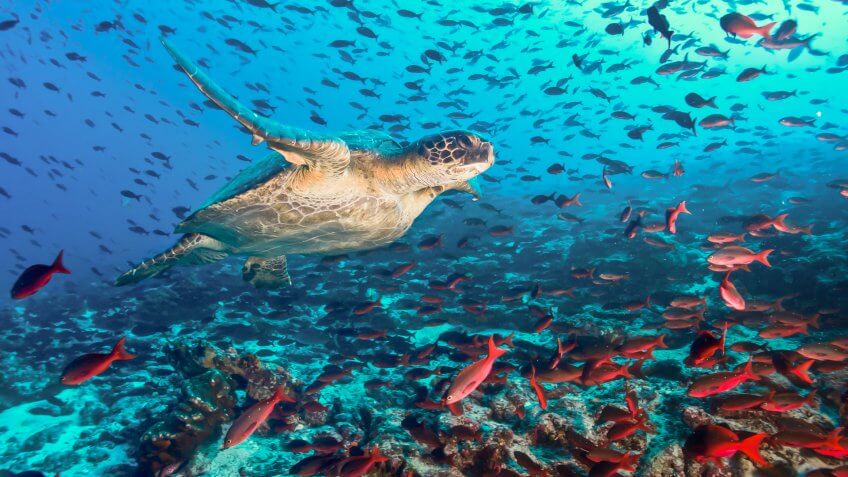 Turtle swimming across a school of fish in Galapagos.