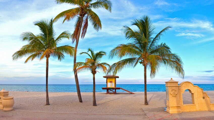Coconut palm tree on a beautiful sunny summer afternoon in Hollywood Beach near Miami Florida with ocean and blue sky in the background.
