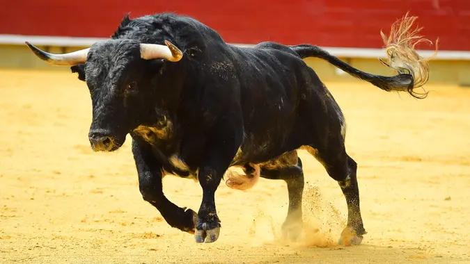 Merrill Lynch bull running in ring