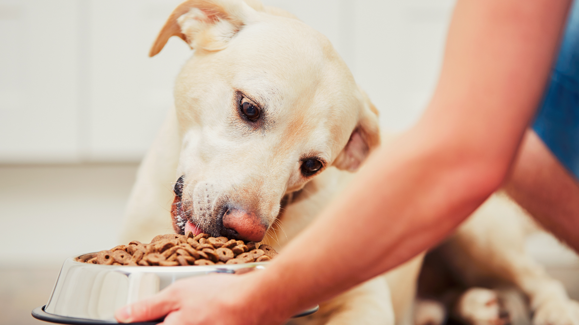 Earn $10 in Future Savings w/ a $50 PetSmart Dog Food & Treats Purchase