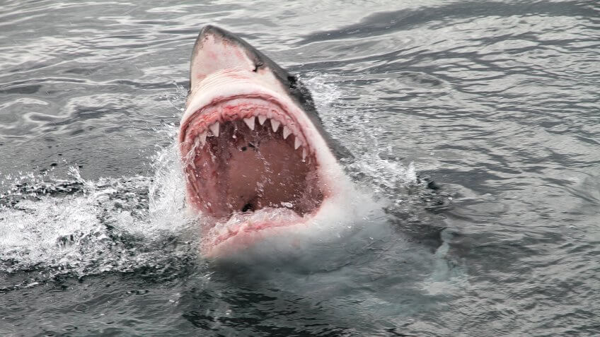 attack great white shark.