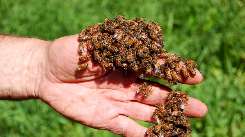hand with bees