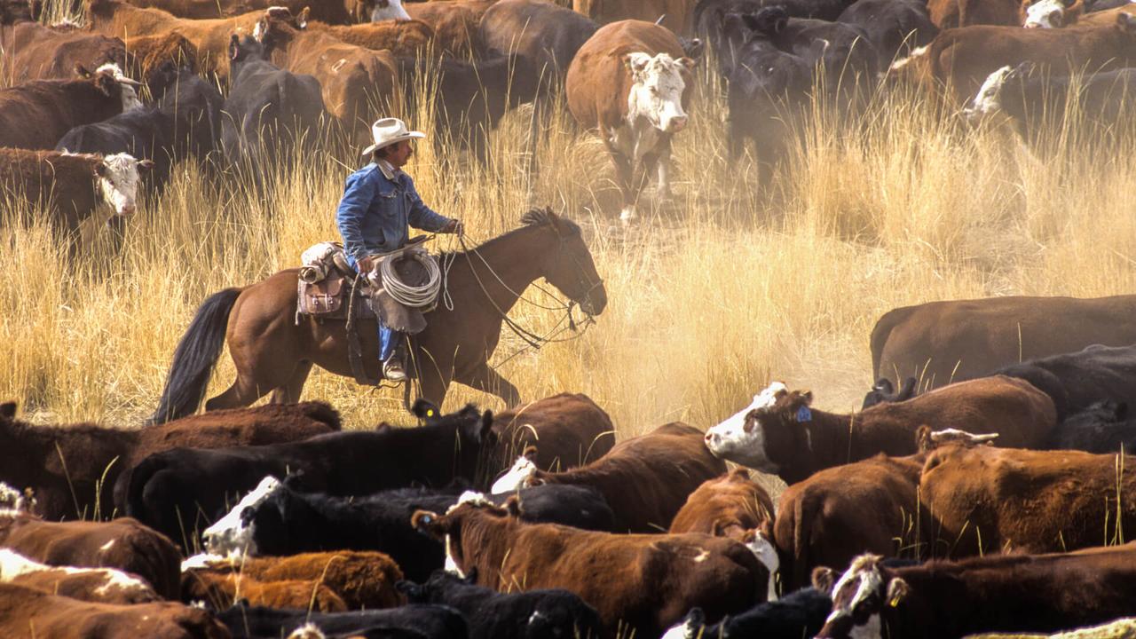 A cowboy on a horse surrounded by livestock during a cattle drive.