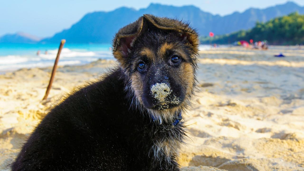 A German Shepard puppy experiencing the beach for the first time.