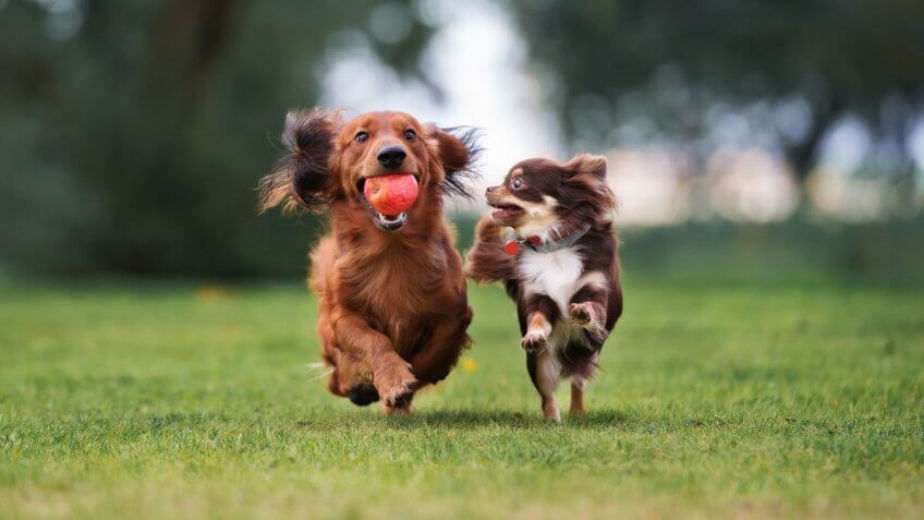 two small dogs playing together outdoors.