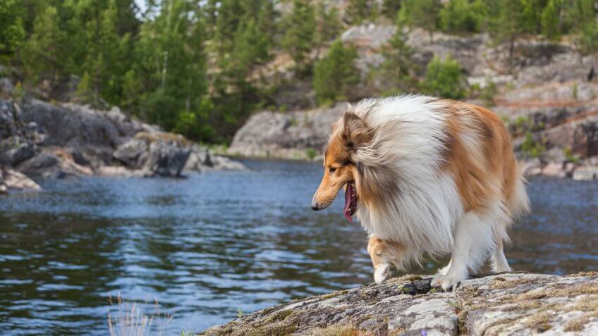 Cute furry ginger Scottish rough collie dog is walking in forests, climbing marble and granite cliffs, accompanying his owners in a fishing and camping.