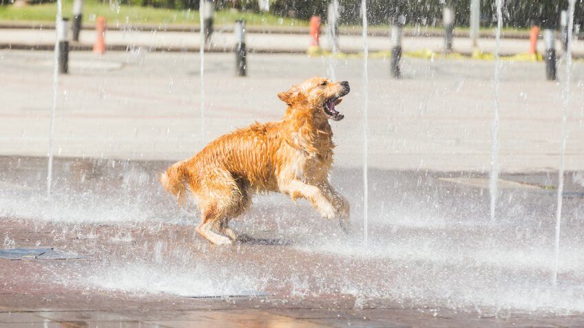 Thirsty dog is playing with water - blurred motion.