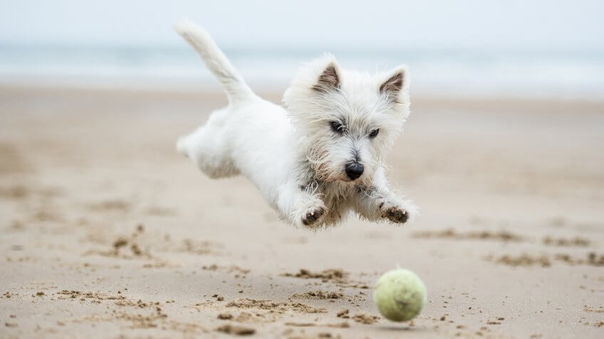 Dog on the beach.