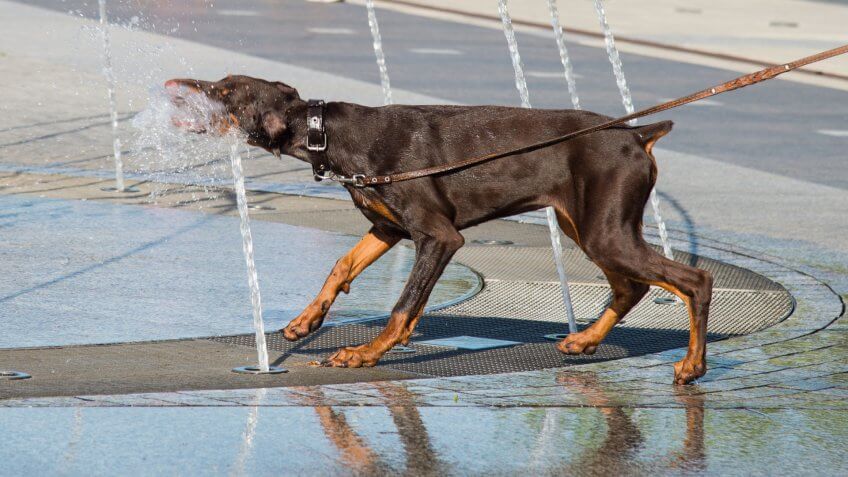 In hot summer day the dog drinks water from the fountain.