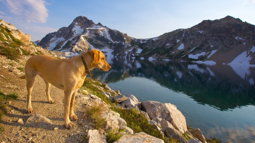 yellow labrador retriever hiking in the Sawtooth Mountains, Idaho.