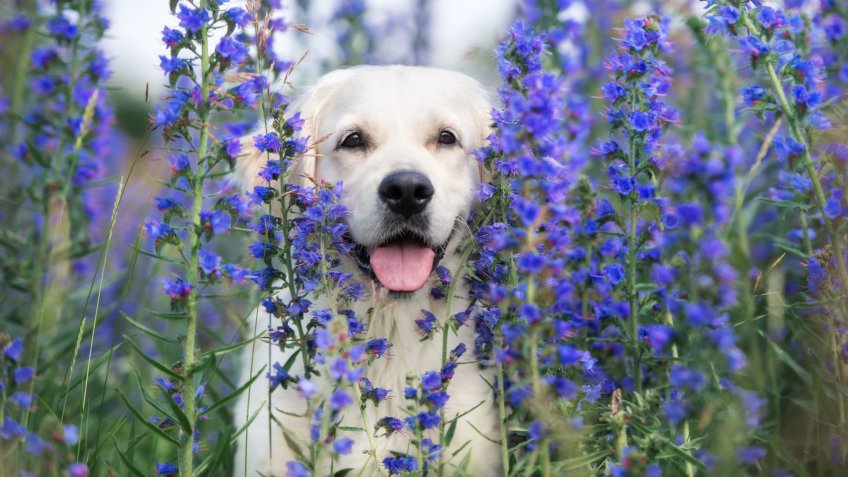 adorable golden retriever dog on a field of flowers.