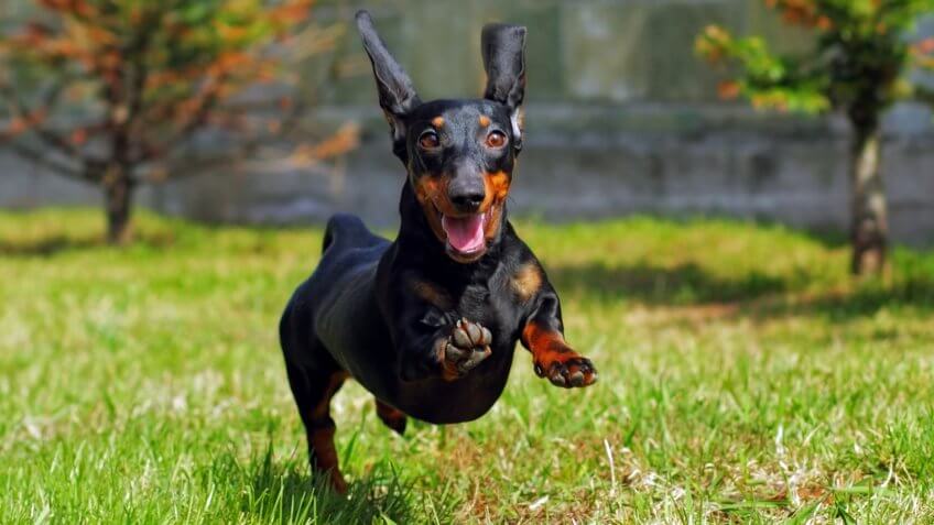 happy dog German haired dwarf Dachshund playing in the back yard, running and jumping in the summer on the grass.