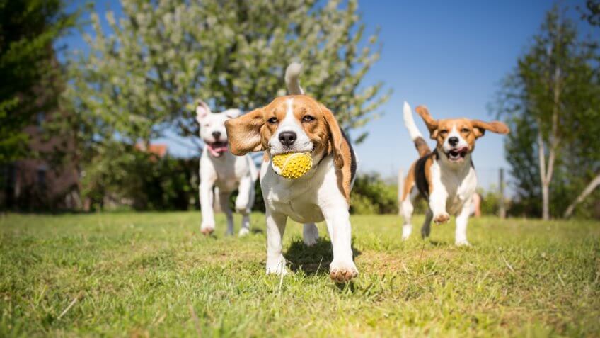 Group of dogs playing in the park.
