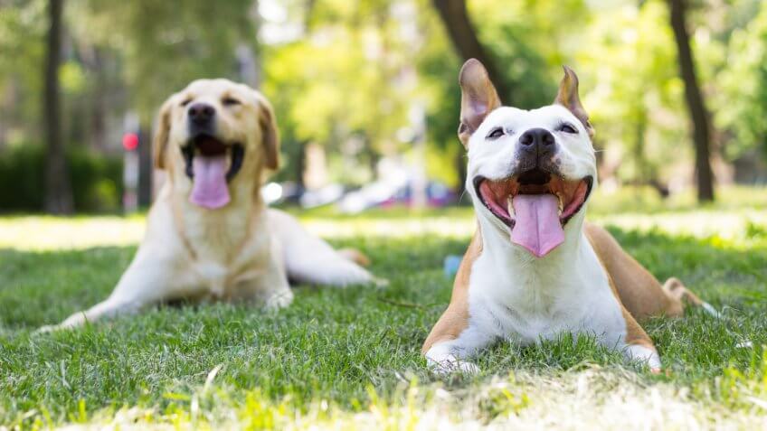 Sunny dogs day.
