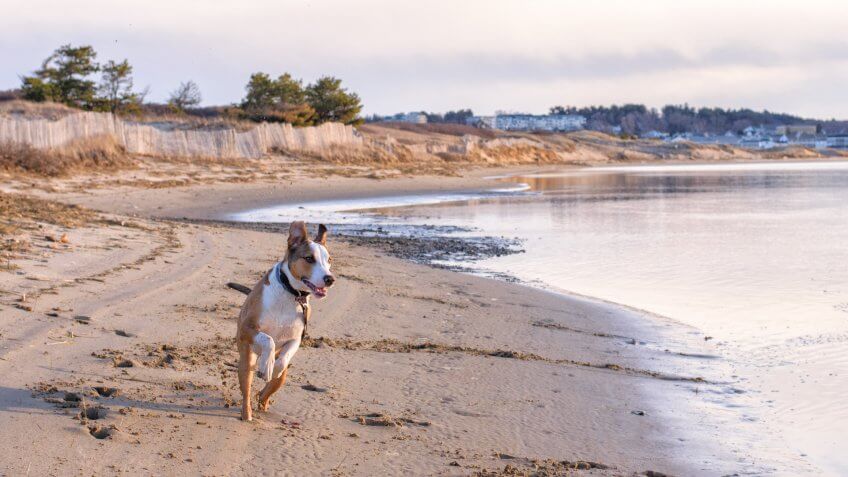 A happy dog runs along a coastal river near a beach.
