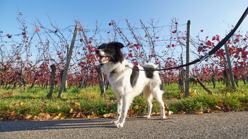 Photo of a cute dog walking in the vineyard.