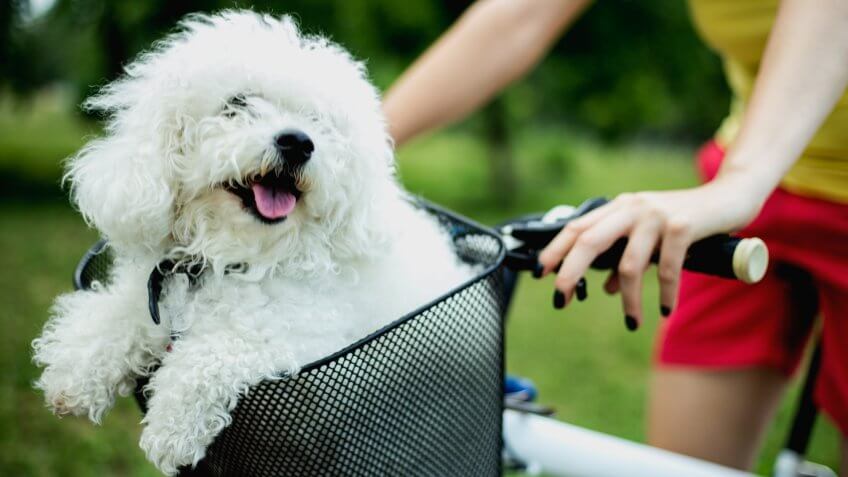 White dog in bike basket.