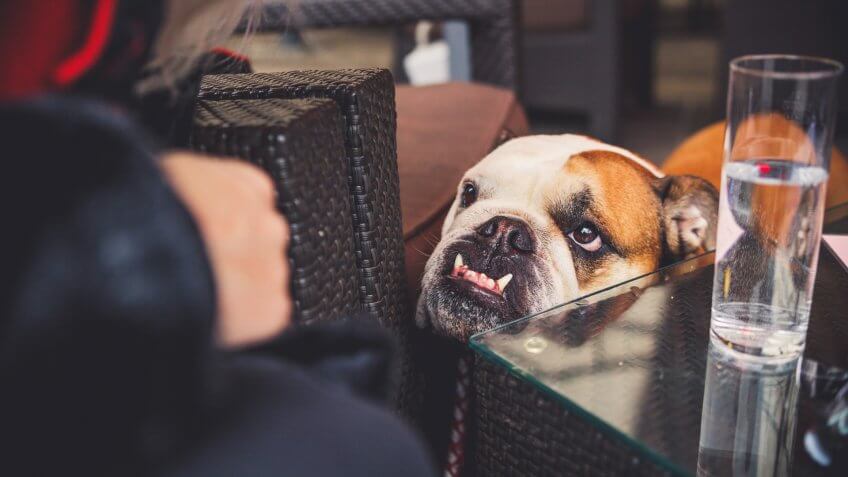 Dog and owner in a bar outdoors, close-up, table, looking at each other, bonding.