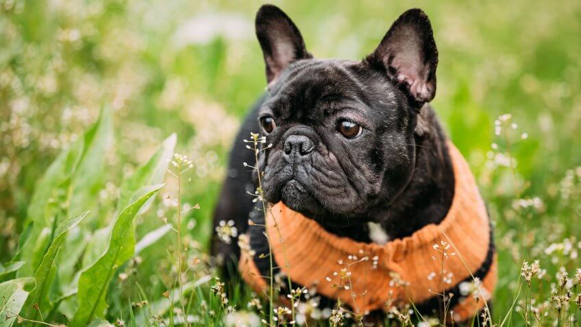 Young Black French Bulldog Dog In Green Grass, In Park Outdoor.