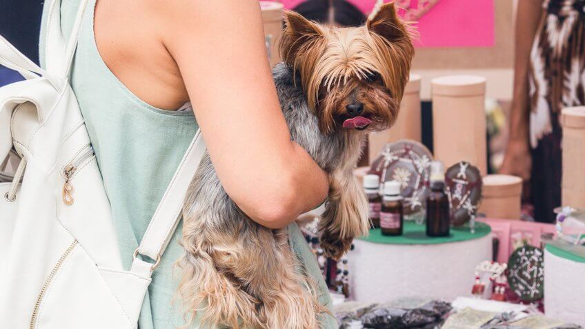 Yorkshire Terrier on the hands of a woman shopping.