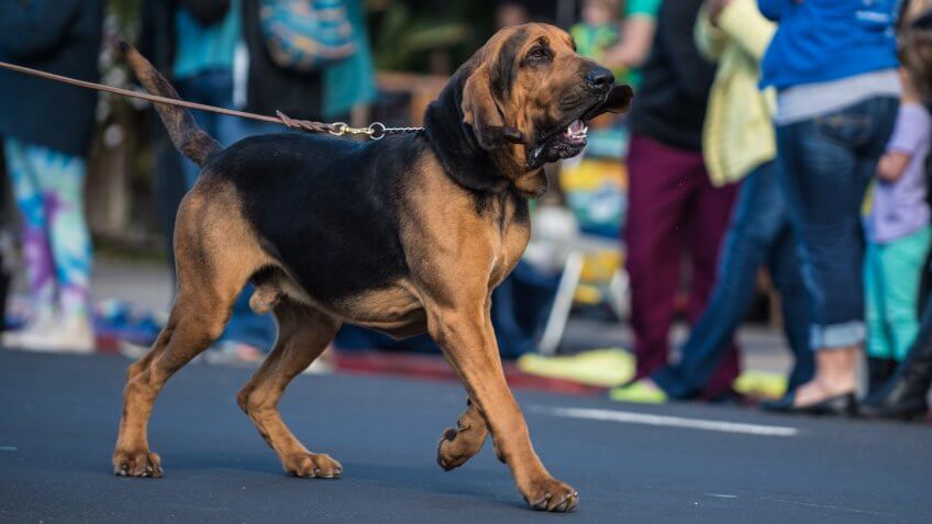 Large bloodhound dog with big floppy ears, pulling on leash during street parade.