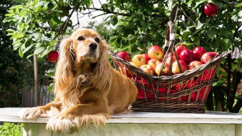 dog with apple basket.