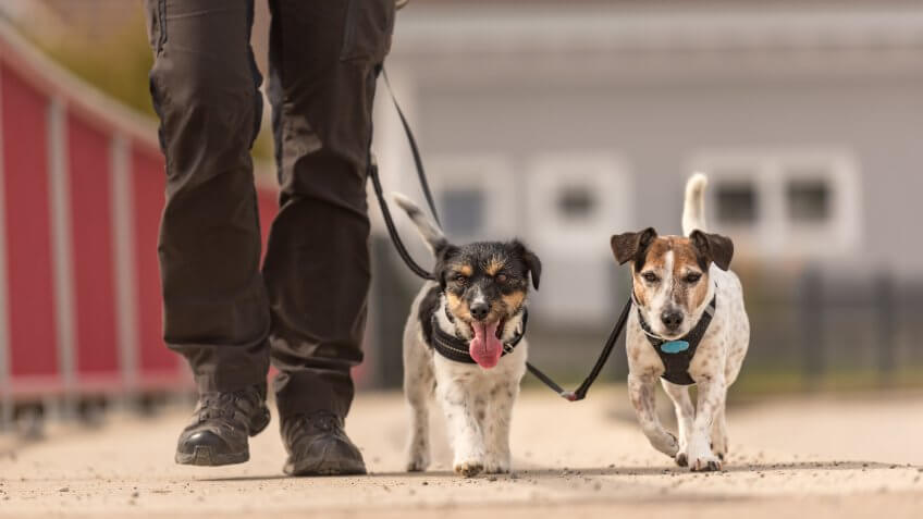 Dog handler walks with her little dog on a road - two cute obedient Jack Russell Terrier doggy.