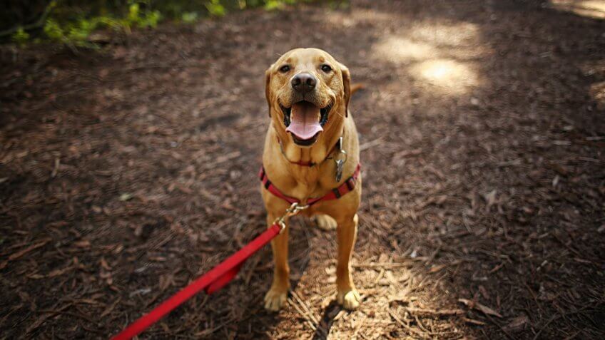 Dog Outdoors Hiking in Woods Mixed Breed Labrador Rescue Puppy on a Sunny Day in the Park.