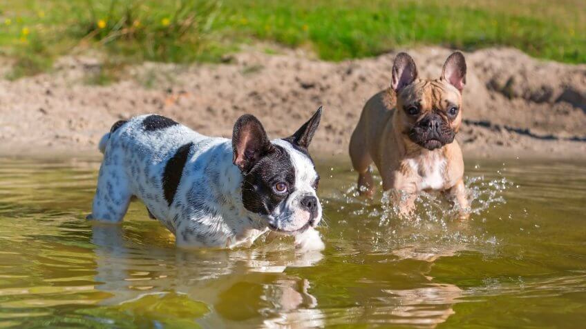 French bulldogs at the lake.
