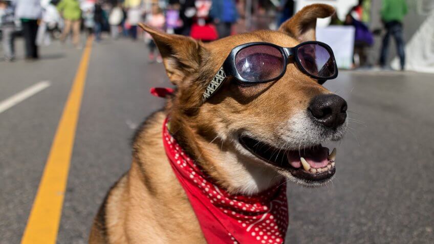 a cool dog on sunny urban street.