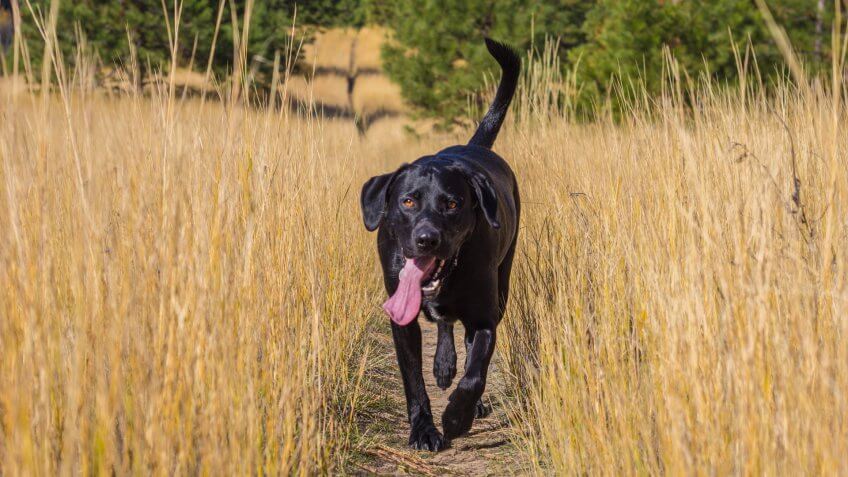 A black lab on a walk through a field of tall grass.