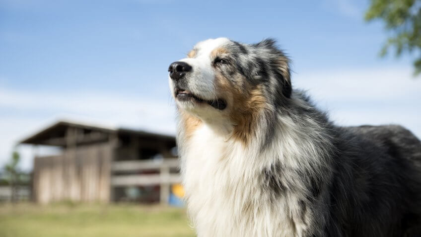 Beautiful Australian Shepherd guarding his barn.